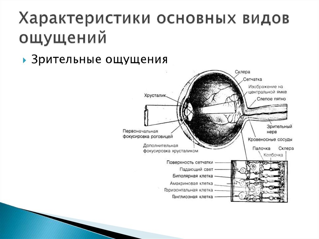 Зрительные ощущения. Характеристика зрительных ощущений. Психологические особенности зрительных ощущений. Характеристика основных видов ощущений. Психологические особенности зрительных ощущений в психологии.