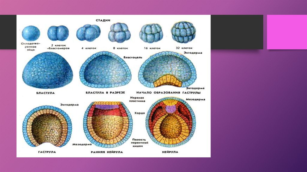 Этапы эмбриогенеза. Стадии развития эмбриона бластула гаструла. Эмбриональный онтогенез ланцетника. Онтогенез бластула гаструла нейрула. Этапы эмбриогенеза бластула.