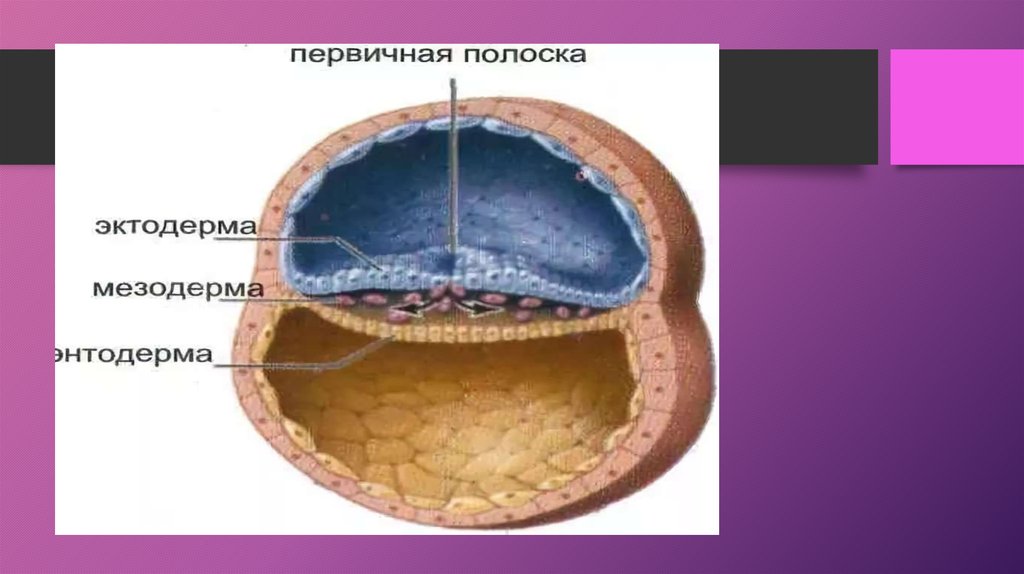 Спинной мозг из эктодермы. Гаструляция эмбриогенеза. Гаструляция деламинация гистология. Эмбриогенез энтодерма. Гаструляция зародыша человека.
