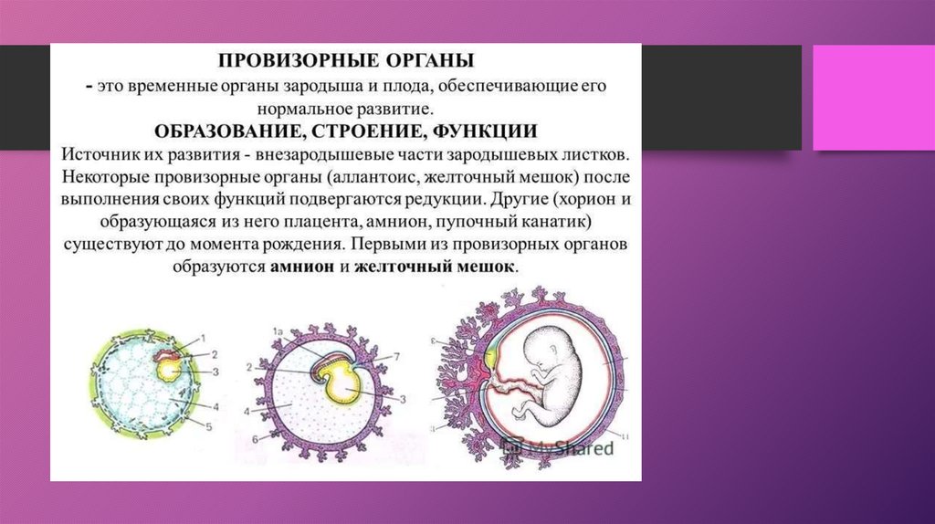 В образовании плода участвует. Провизорные органы зародыша. Функции хориона амниона. Провизорные органы человека. Формирование провизорных органов.