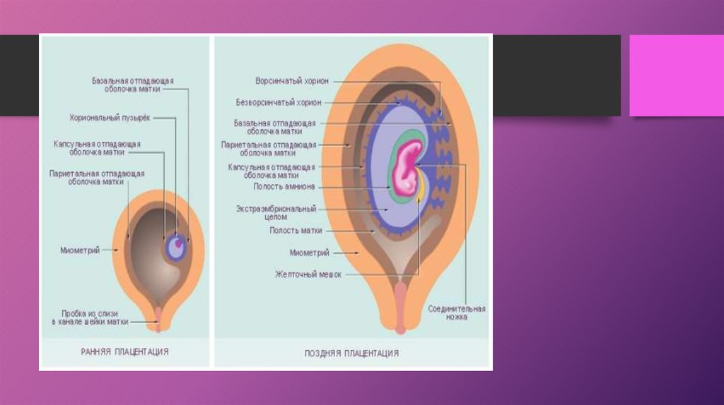 Оболочки матки. Отпадающая оболочка матки. Хорион эмбриогенез. Эмбриогенез матки.