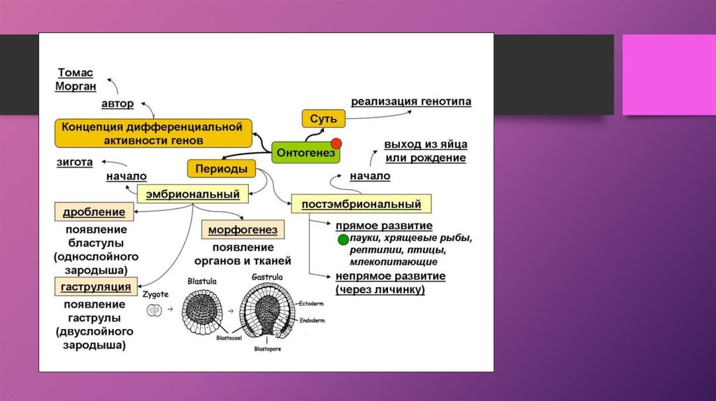 Эмбриогенез 10 класс презентация