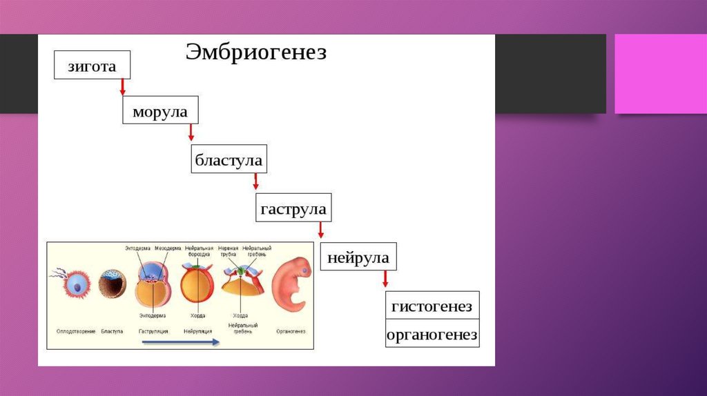 Гистогенез дробление бластула гаструла нейрула. Эмбриогенез гаструла бластула. Онтогенез зигота морула бластула. Зигота бластула гаструла нейрула. Эмбриональное развитие зигота бластула гаструла нейрула.