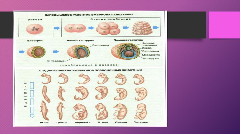 Эмбриогенез человека. Стадии эмбриогенеза млекопитающих. Эмбриология строение.