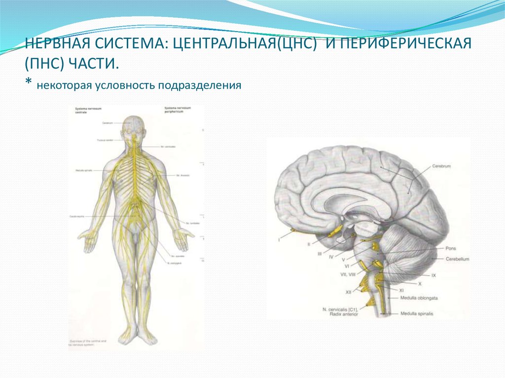 Центр периферическая нервной системы. Схема нервной системы человека Центральная и периферическая. Центральная и периферическая нервная система рис 75. Нервная система человека анатомический атлас. Периферическая нервная система анатомия рисунок.