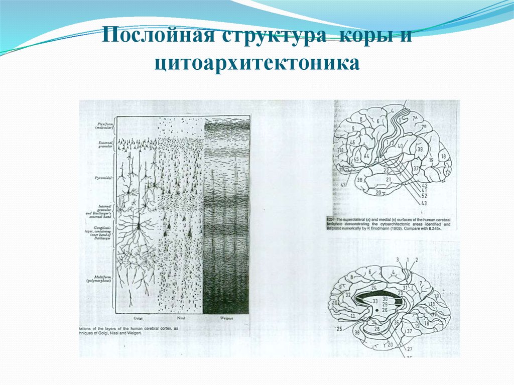 Структура коры. Цитоархитектоника коры. Миелоархитектоника коры.. Строение коры больших полушарий цитоархитектоника коры. Структурная организация коры конечного мозга цитоархитектоника. Цитоархитектоника коры 3 года.