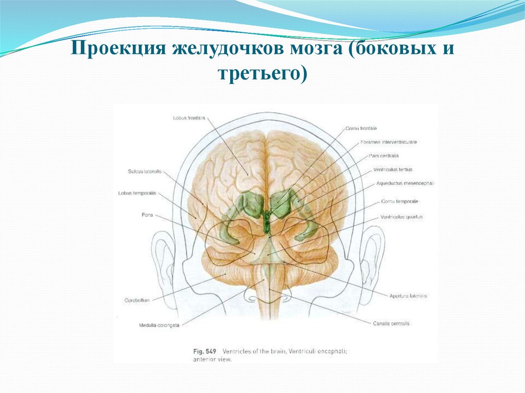 Желудочки мозга схема