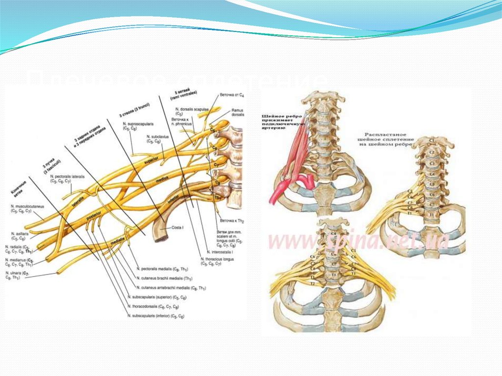 Нервные сплетения человека схема расположения
