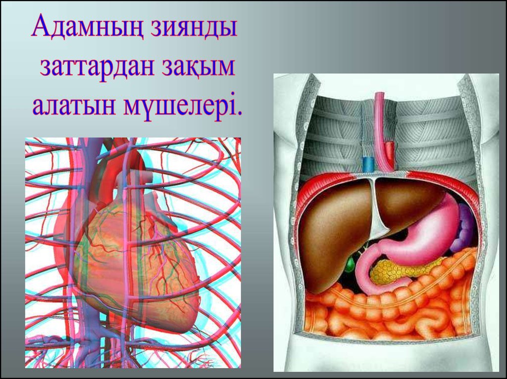 Зиянды заттар презентация