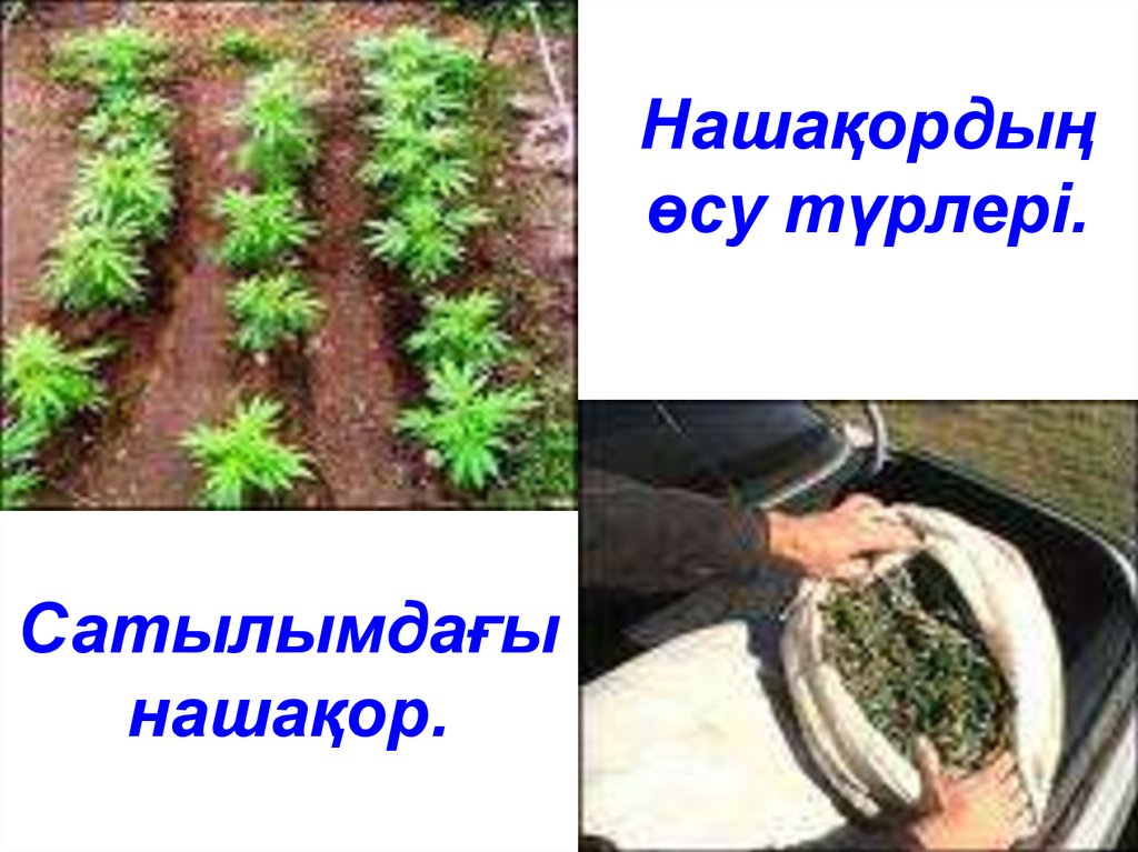 Нашаќордыњ µсу т‰рлері.