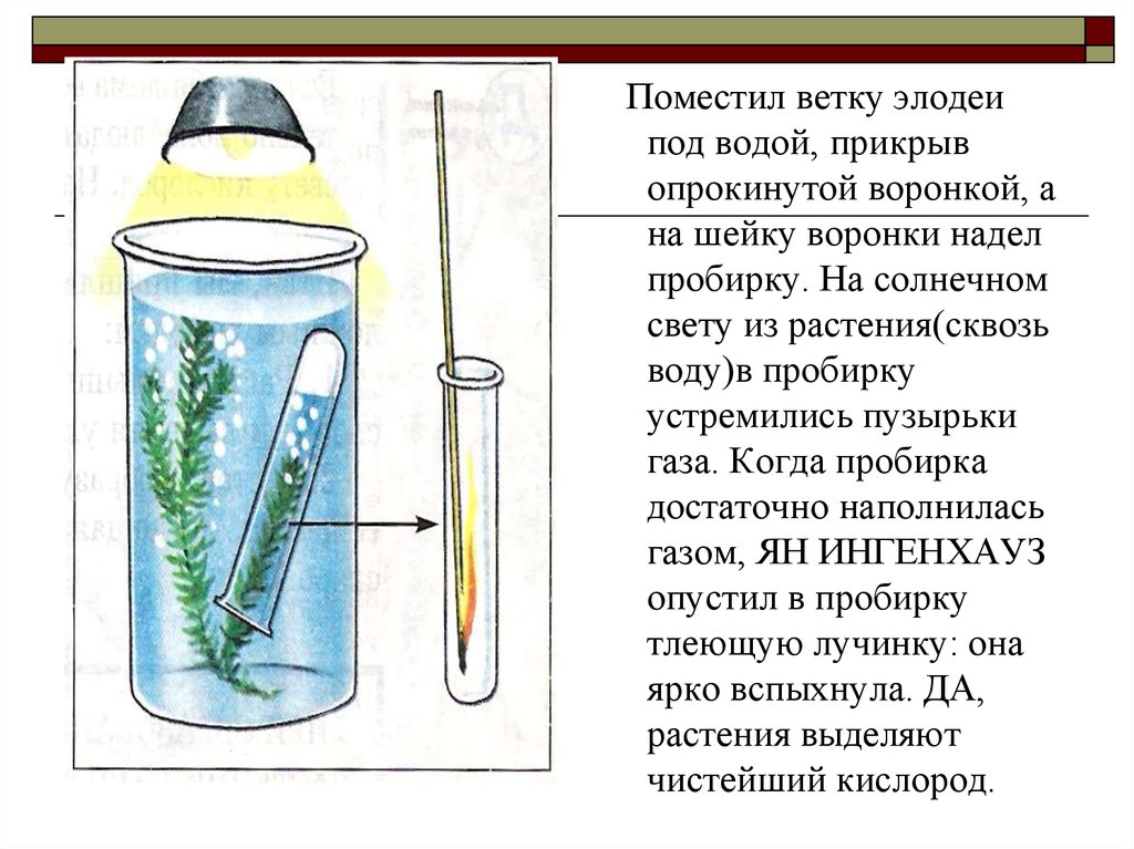 Лабораторная работа выделение кислорода в процессе фотосинтеза. Опыт с элодеей выделение кислорода. Опыт фотосинтез Элодея. Опыт выделение кислорода освещение элодеей. Выделение кислорода на свету опыт.