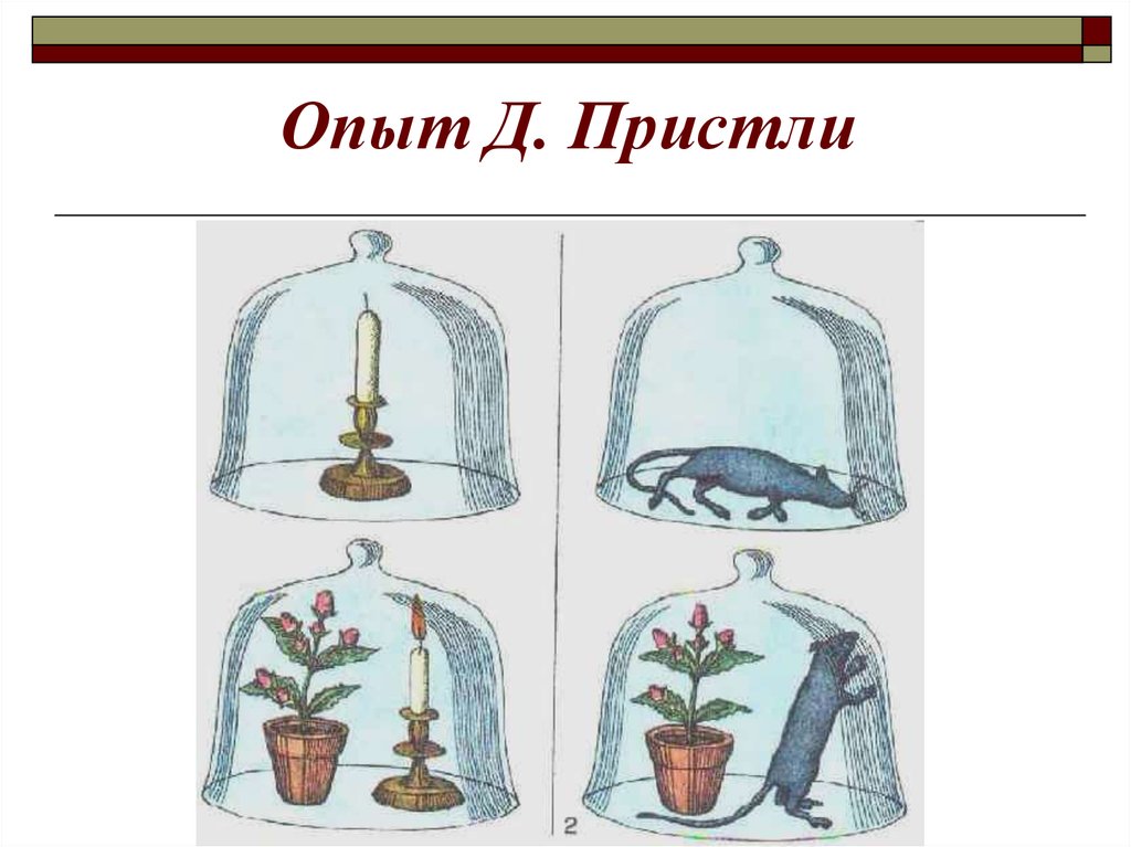 На рисунке представлен опыт. Опыт Джозефа Пристли. Джозеф Пристли опыт с мышью. Джозеф Пристли опыт с мышами. Джозеф Пристли опыт с мышью и растением.