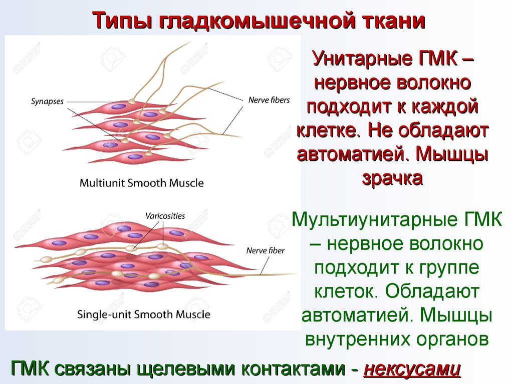 Обмен веществ в скелетных мышцах регулирует