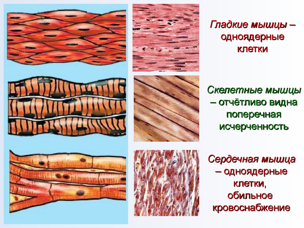 Как называется клетка мышечной ткани. Скелетная сердечная и гладкая мышечная ткань. Поперечная исчерченность гладкой мышечной ткани. Одноядерные мышечные клетки. Поперечно полосатая Скелетная мышечная ткань межклеточное вещество.
