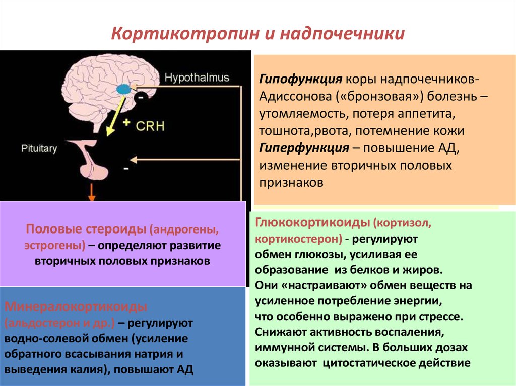 Гипофункция надпочечников презентация