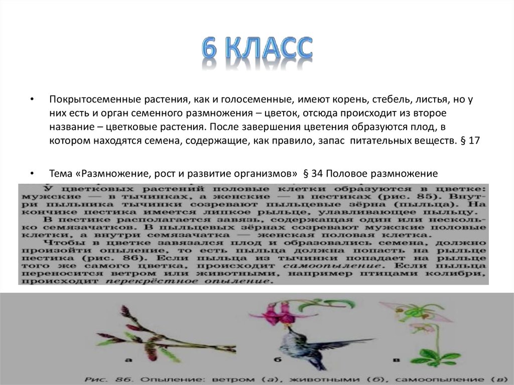 Классификация покрытосеменных растений 7 класс конспект