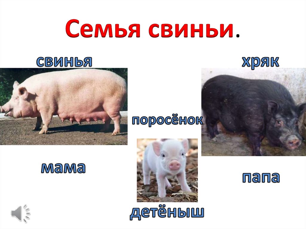 Схема слова свинья