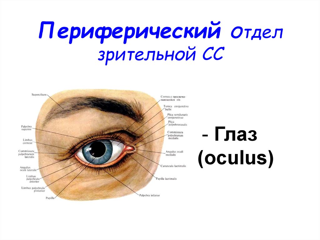 Периферический отдел. Переферический отдеш шлаз. Отделы глаза. Зрительный периферический отдел.