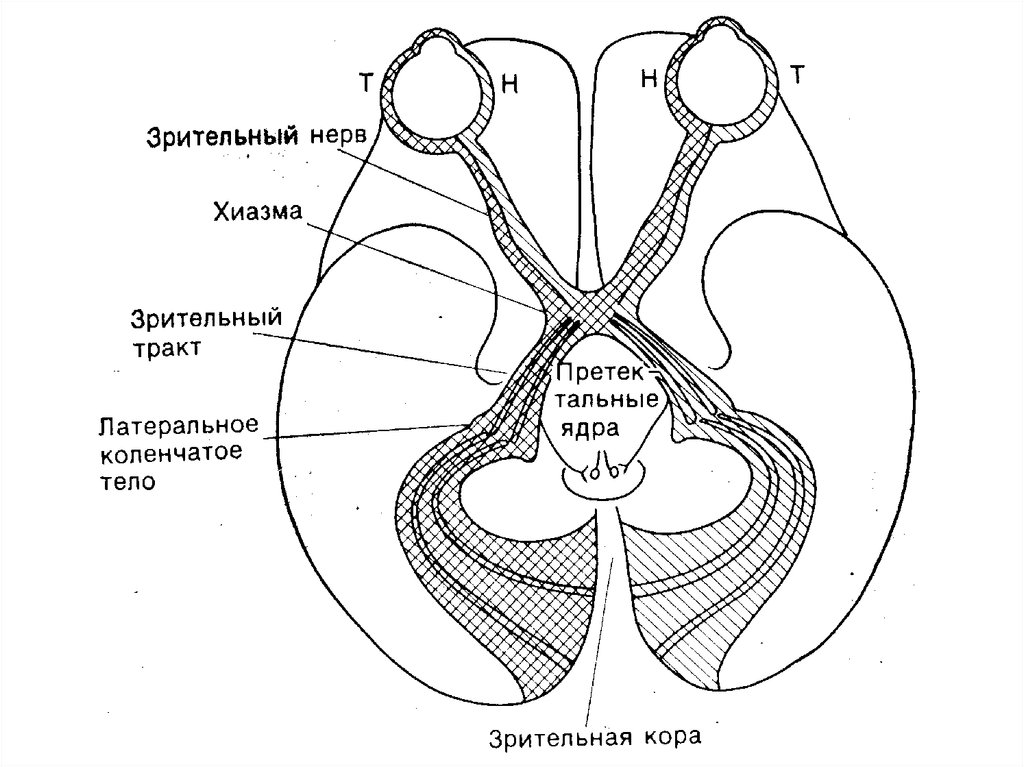 Зрительный нерв в головной мозг. Зрительный нерв анатомия. Хиазма зрительного нерва. Перекрест волокон зрительного нерва. Хиазма Перекрест зрительных нервов.