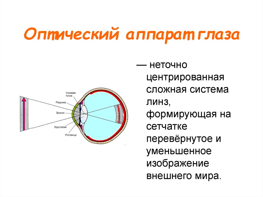 Физиологическая оптика. Оптическая структура глаза строение и функции. Строение и функции оптической системы глаза физиология. Строение оптического аппарата. Оптическая система глаза рецепторный аппарат глаза человека.
