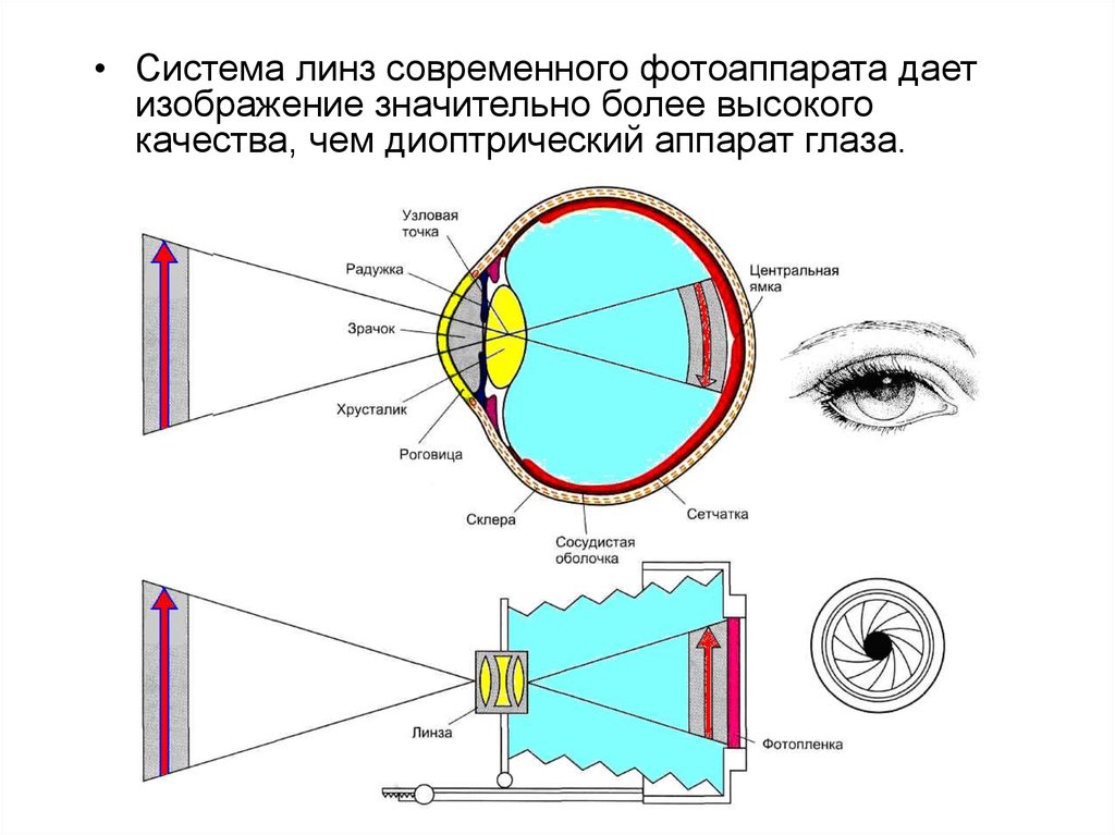 Изображение даваемое фотоаппаратом. Диоптрический аппарат глаза гистология. Функции диоптрического аппарата глаза. Диоптрический аппарат глаза состоит. Система линз фотоаппарата.