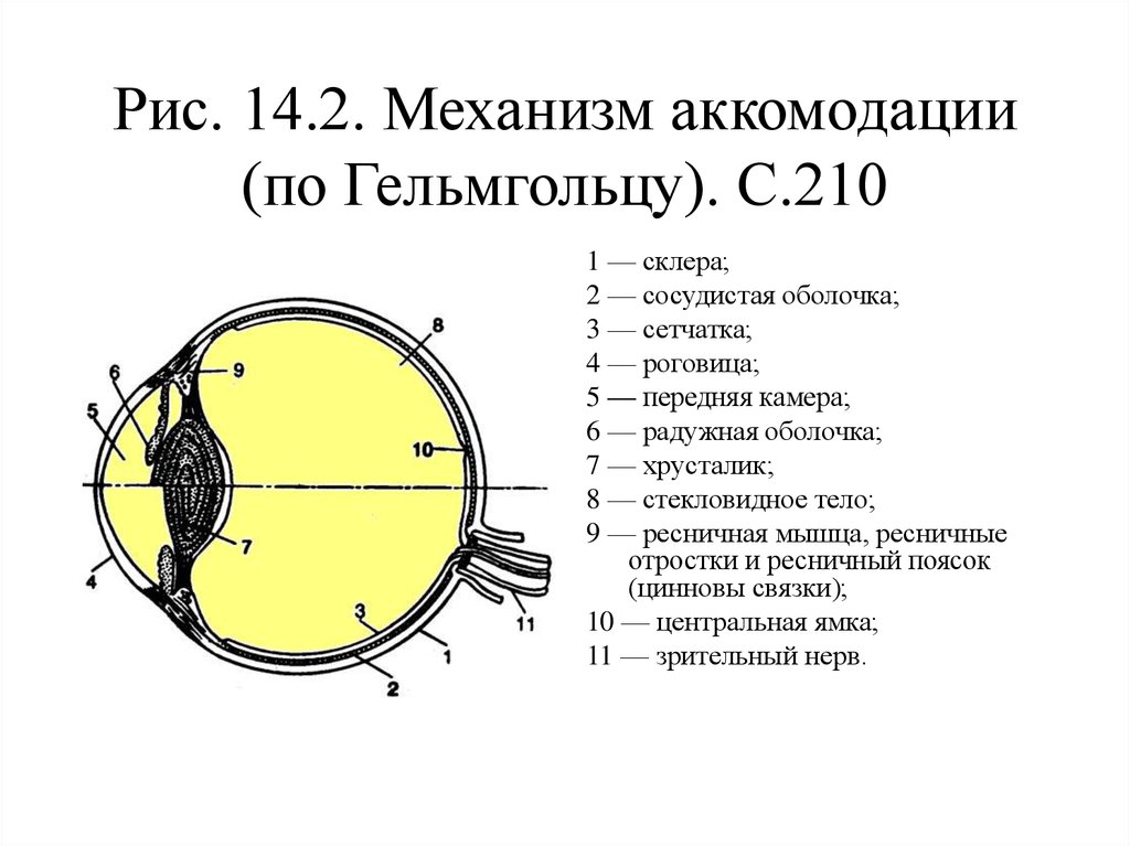 Роговица зрительная зона коры мозга стекловидное тело. Механизм аккомодации глаза схема. Механизм аккомодации по Гельмгольцу. Механизм аккомодации глаза по Гельмгольцу. Аккомодация хрусталика физиология.