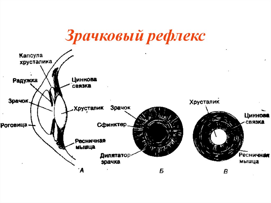 Зрачковый рефлекс схема физиология