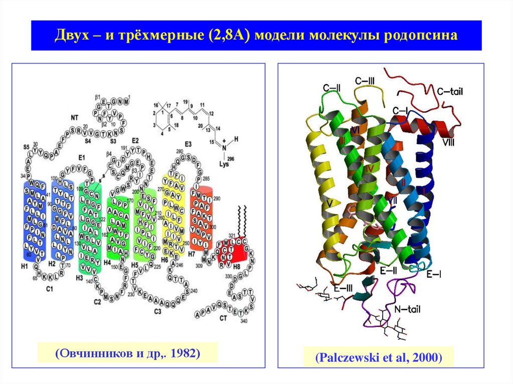 Двух – и трёхмерные (2,8А) модели молекулы родопсина