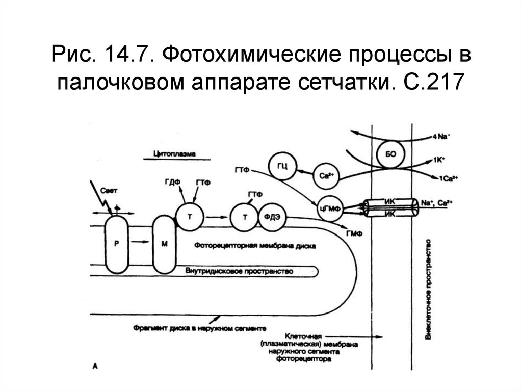 Схему фотохимических процессов возникающих в фоторецепторах при действии света и в условиях темноты