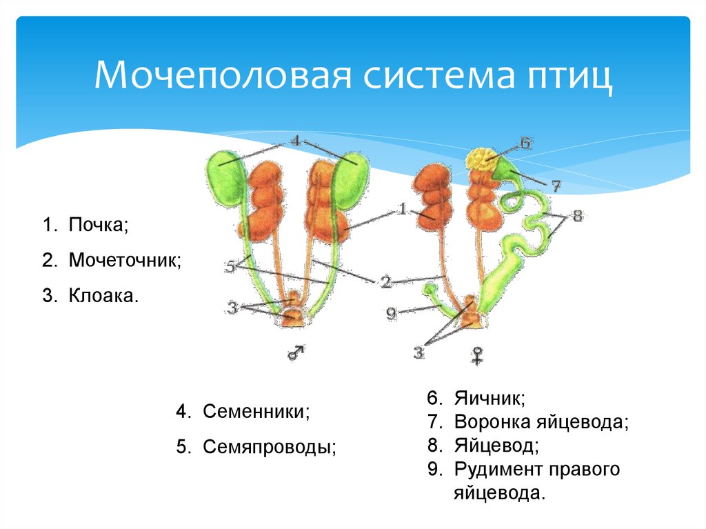 Какой орган выделительной системы отсутствует у птиц