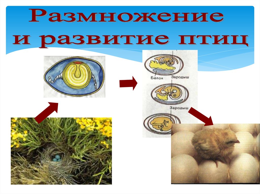 Размножение птиц презентация 7 класс. Развитие птиц. Размножение птиц. Этапы размножения птиц. Стадии развития птиц.