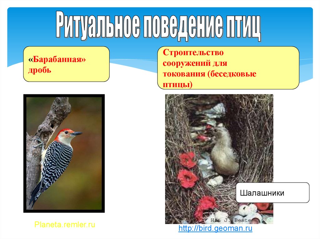 Ритуальное поведение птиц. Поведение птиц презентация. Размножение и развитие птиц. Строительство сооружений для токования птицы.