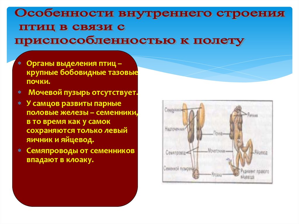 Выберите описание почек парный орган бобовидной формы. Органы выделения птиц. Строение органов выделения у птиц. Тазовые почки у птиц. Бобовидные тазовые почки.