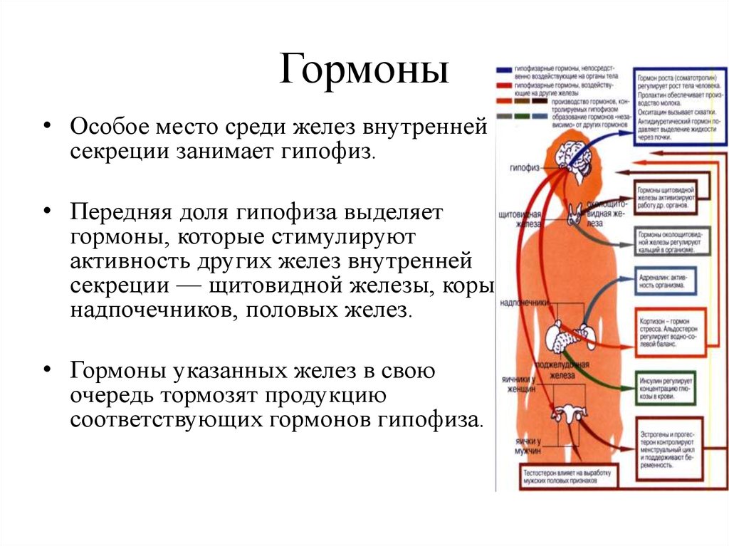 Презентация гормоны и медиаторы иммунной системы