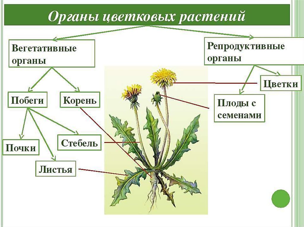 Как размножается одуванчик. Вегетативные органы цветковых растений. Схема строения вегетативных органов растений. Вегетативные органы цветкового растения. Строение органов цветковых растений.