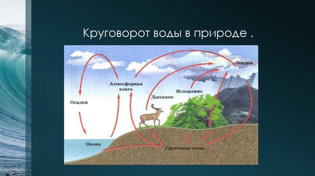 Дыхание испарение. Биосферные круговороты воды. Круговорот воды в природе. Круговорот воды в природе схема. Кругооборот воды в природе.