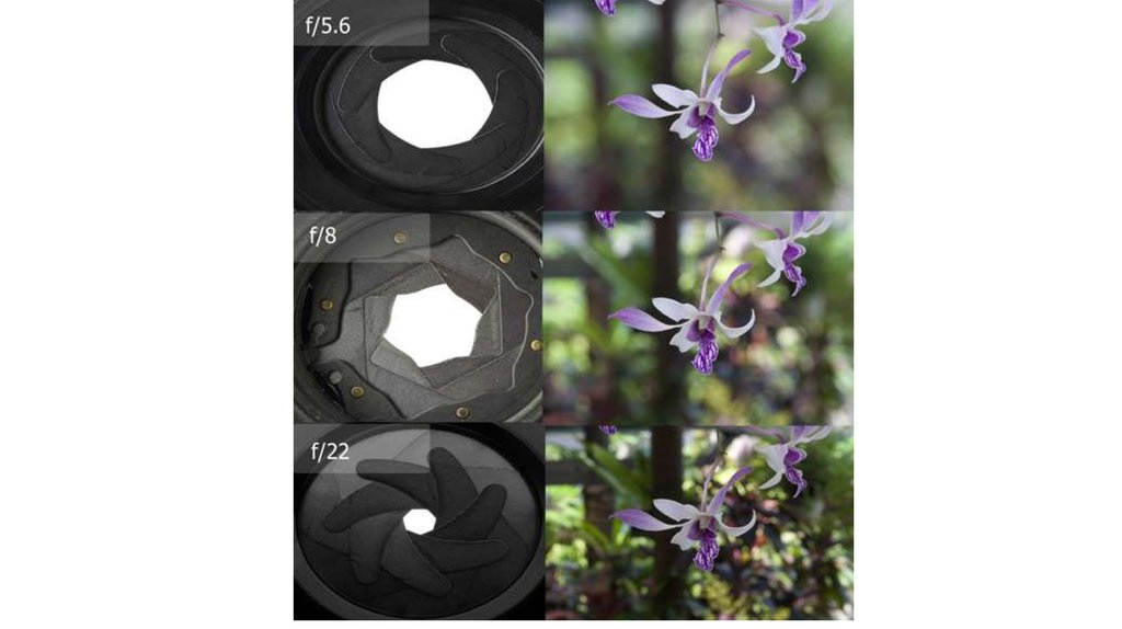 Диафрагма фото. Открытая диафрагма в фотоаппарате. Резкость фотоаппарата. Диафрагма и размытие фона. Закрытая и открытая диафрагма фотоаппарата.