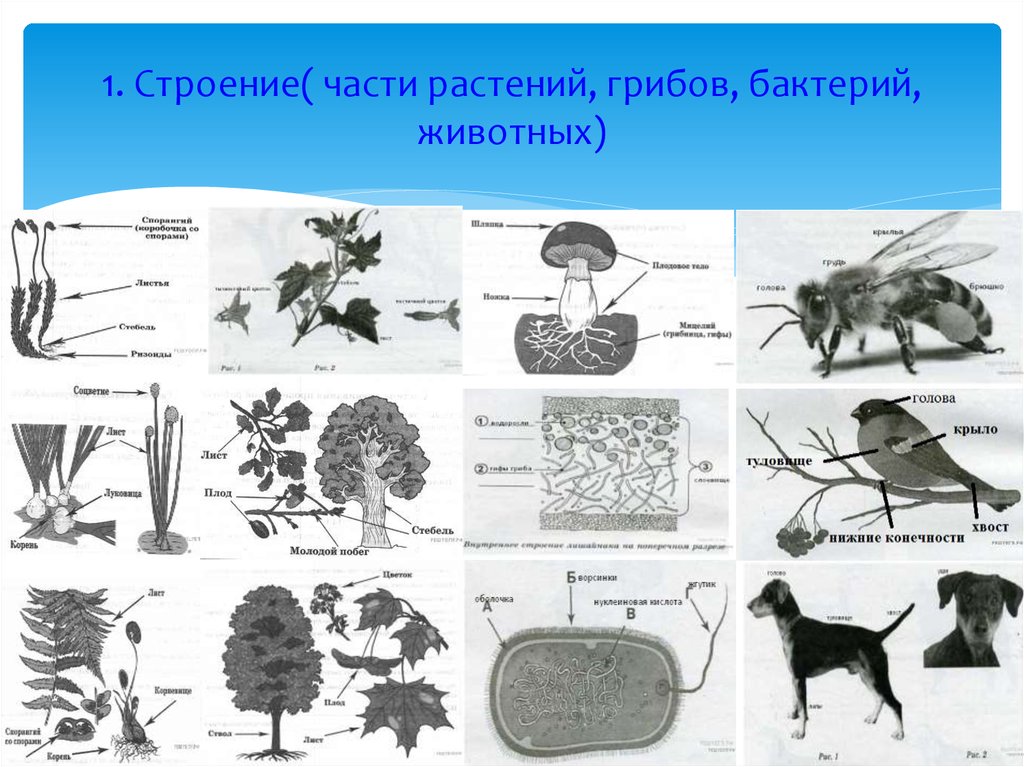 Грибы и бактерии биология 5 класс. Растение гриб бактерия. Бактерии грибы животные. Строение грибов и бактерий 6 класс. Растения произошли от бактерий.