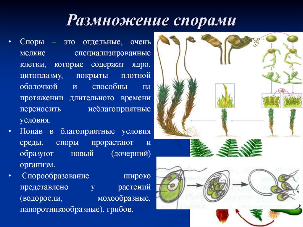 Пример процесса иллюстрирующего размножение у растений. Вегетативное размножение спорами. Размножение с помощью спор. Размножение спорами у растений. Спорами размножаются.