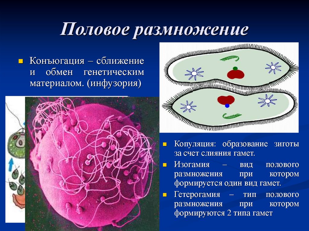 Что значит половое размножение