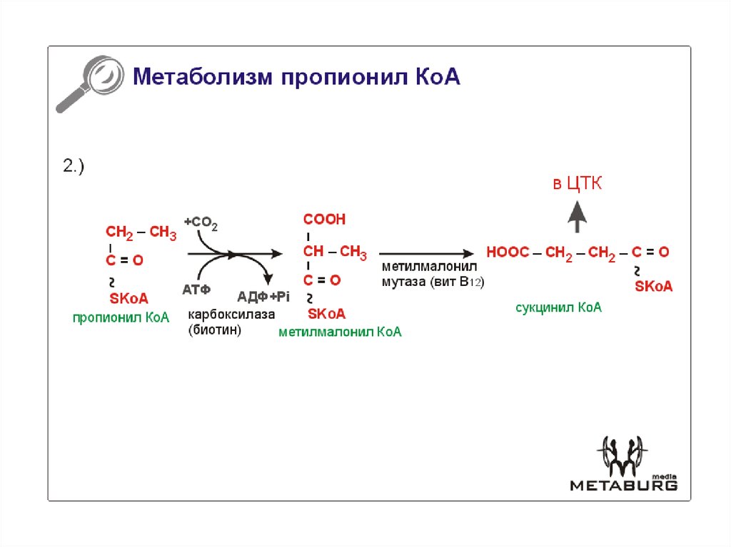 Кофермент атф. Окисление пропионил КОА. Пропионил КОА В сукцинил КОА. Пропионил КОА В метилмалонил КОА. Метаболизм пропионил КОА.