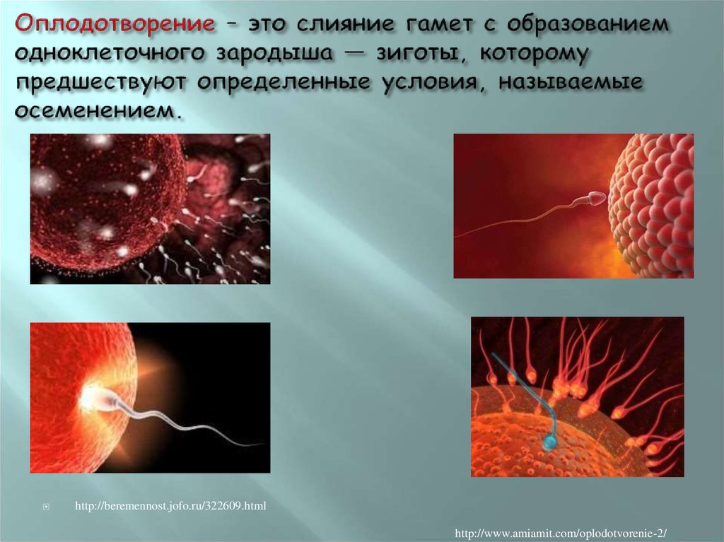 Оплодотворение в воде