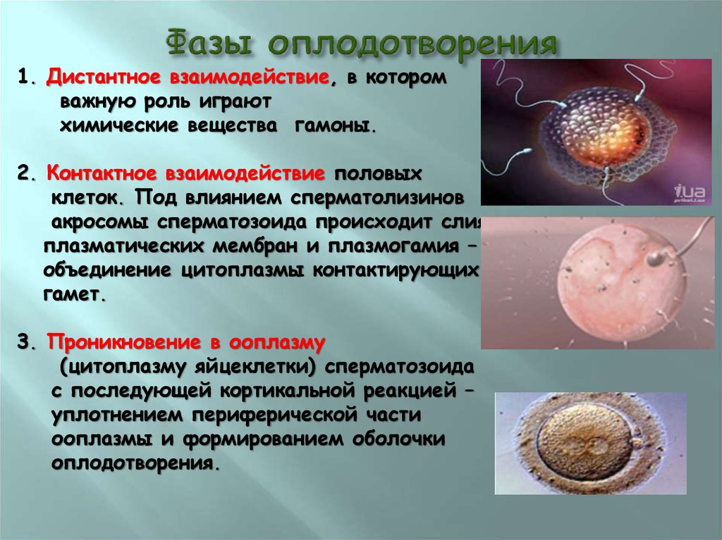 Яйцеклетки сохраняют способность к оплодотворению. Оплодотворение 2н2с. Процесс оплодотворения. Этапы оплодотворения яйцеклетки. Стадии развития оплодотворенной яйцеклетки.