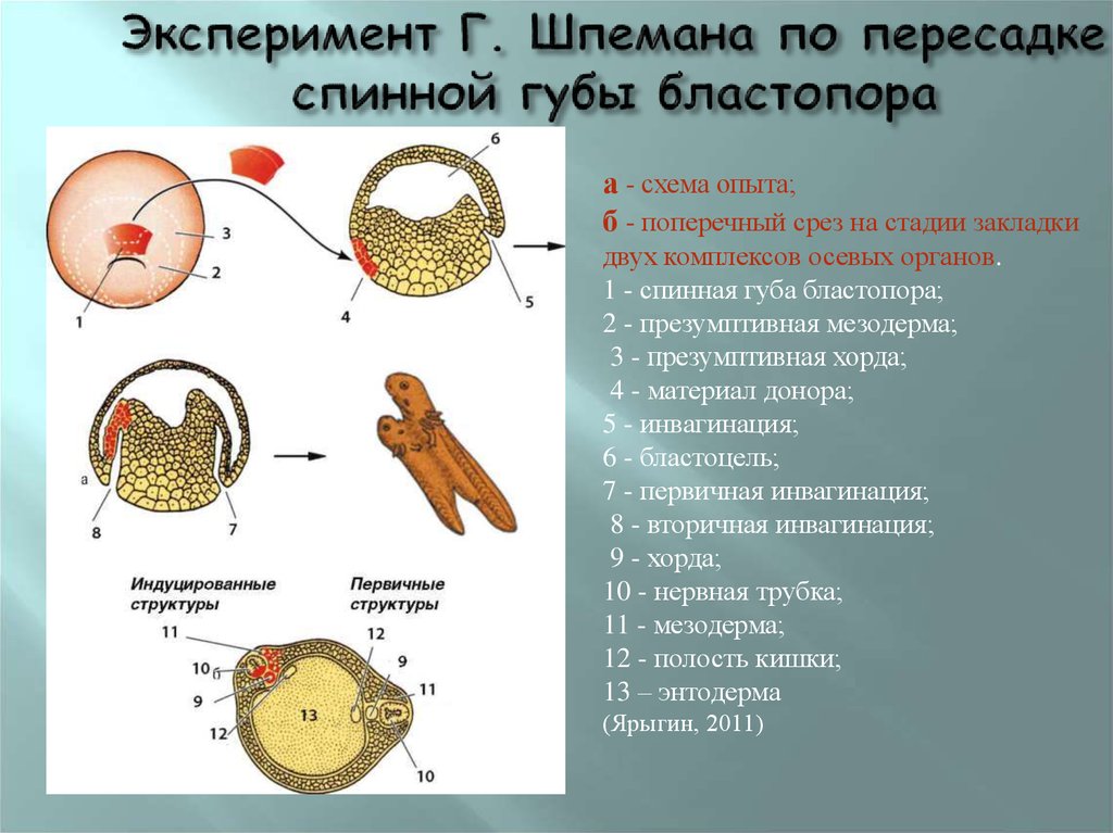 Опыт шпемана