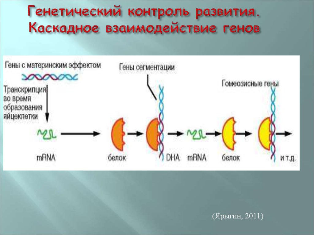Гены онтогенеза