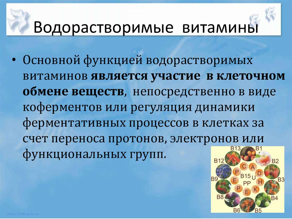 Какие водорастворимые витамины вам известны каковы функции