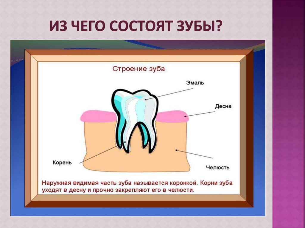 Зубы 8 класс