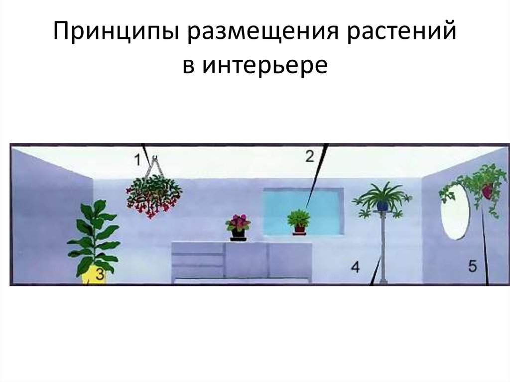 Местоположения растений. Размещение растений в интерьере. Расположение комнатных растений. Принципы размещения растений в интерьере. Фитодизайн растения в интерьере.