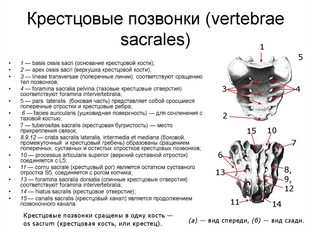 Крестцовые позвонки. Строение крестца сбоку. Анатомия позвонков крестцового отдела. Крестцовые позвонки срастаются в единую кость. Крестцовые позвонки на латыни.