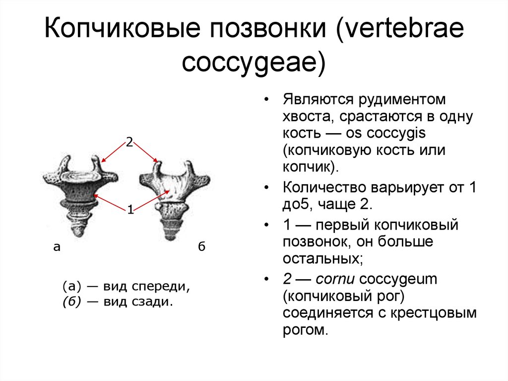 Копчиковый позвоночник. Строение копчикового отдела позвоночника. Строение позвонков копчика. Копчиковый отдел позвоночника анатомия. Строение позвонка копчикового отдела.